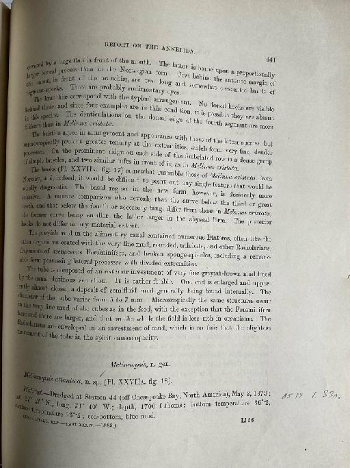 Ampharete kerguelensis McIntosh, 1885 - Challenger Polychaete Scans of Book 277