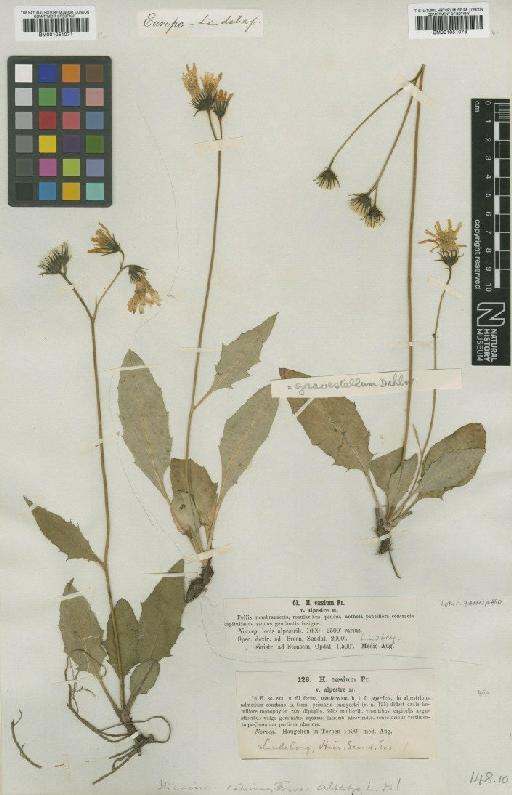 Hieracium subramosum subsp. gravastellum Dahlst. - BM001051073