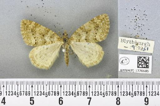Chloroclysta miata (Linnaeus, 1758) - BMNHE_1770685_347547