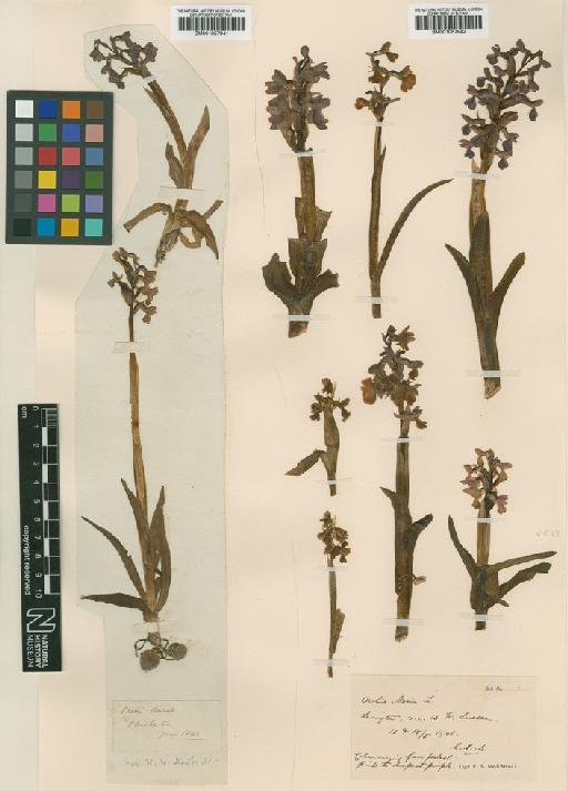 Anacamptis morio (L.) R.M.Bateman, Pridgeon & M.W.Chase - BM001057942.tif