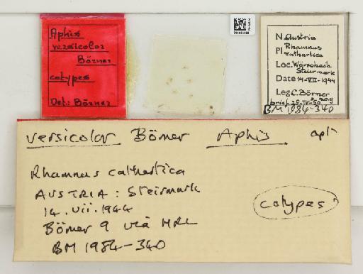 Aphis versicolor Börner, 1950 - 014865699_112479_743569_157851_Type