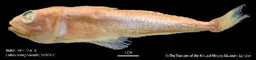 Cottus comephoroides Berg, 1900 - BMNH 1905_12_4_18 Cottus comephoroides, SYNTYPE