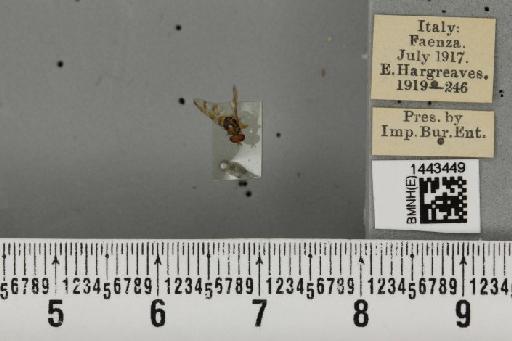 Ceratitis (Ceratitis) capitata (Wiedemann, 1824) - BMNHE_1443449_26844