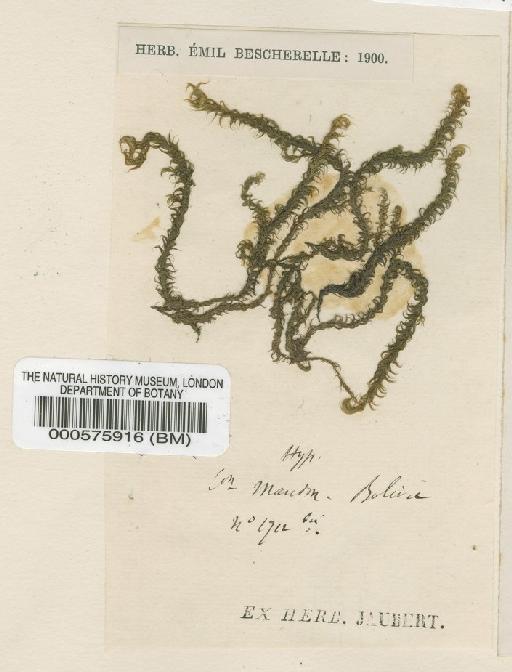 Drepanocladus longifolius (Mitt.) Broth. ex Paris - BM000575916