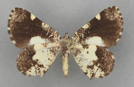 Heterusia restricta Warren, 1907 - Heterusia restricta Warren male syntype 1378809 ventral