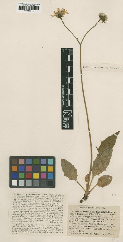 Hieracium cirritum subsp. hypochoerideum (Arv.-Touv.) Zahn - BM001051146