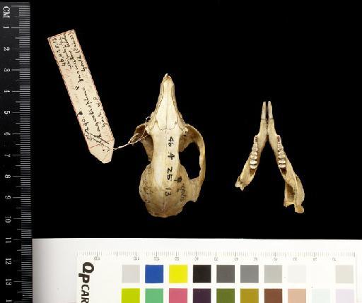 Lagostrophus fasciatus - 1846.4.25.13_Skull_Dorsal