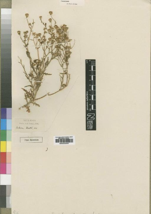 Senecio lentior Moore - BM000924630