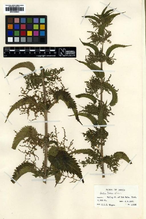 Urtica dioica L. - BM000895923