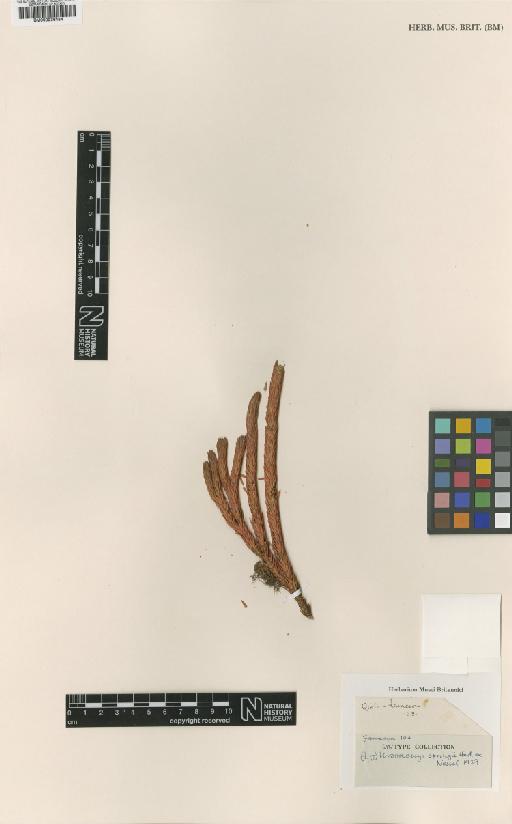 Huperzia crassa (Humb. & Bonpl. ex Willd.) Rothm. - BM000936484