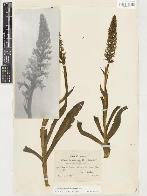 Gymnadenia densiflora (Wahlenb.) A.Dietr. - BM001130347