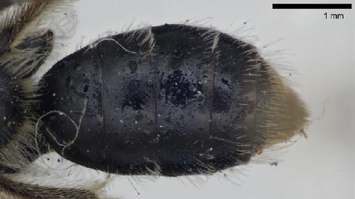 Andrena wollastoni Cockerell, 1922 - Andrena_wollastoni- NHMUK010264942-syntype-female-metasoma_dorsal-3_2x