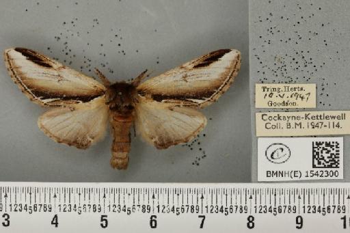 Pheosia gnoma (Fabricius, 1777) - BMNHE_1542300_246022