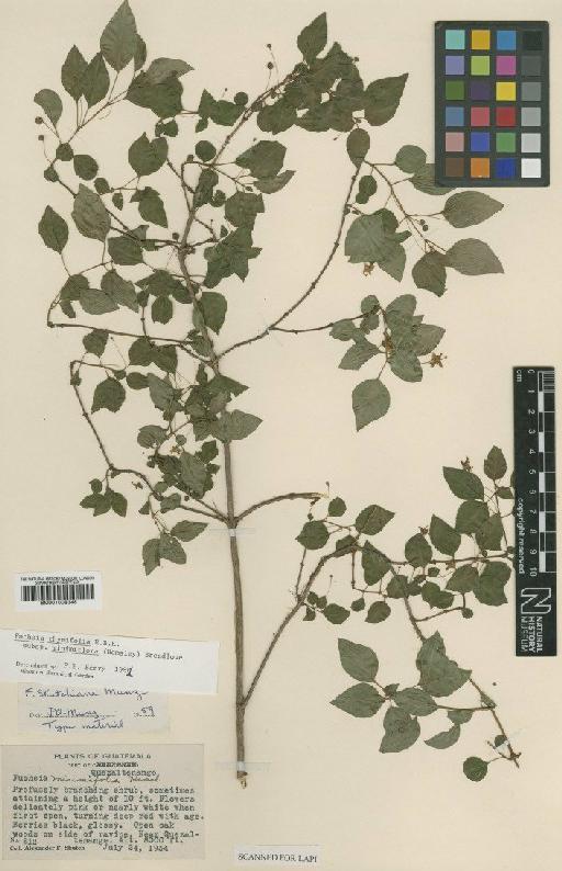 Fuchsia thymifolia Kunth - BM001008348