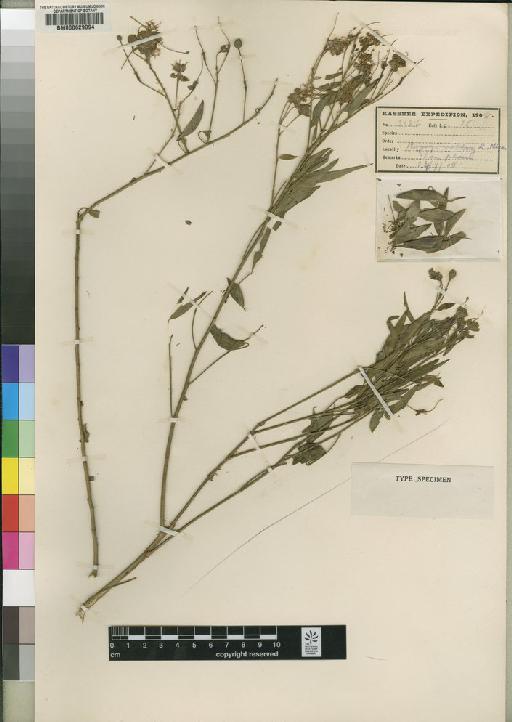 Maerua sphaerogyna Gilg & Gilg-Ben. - BM000629094