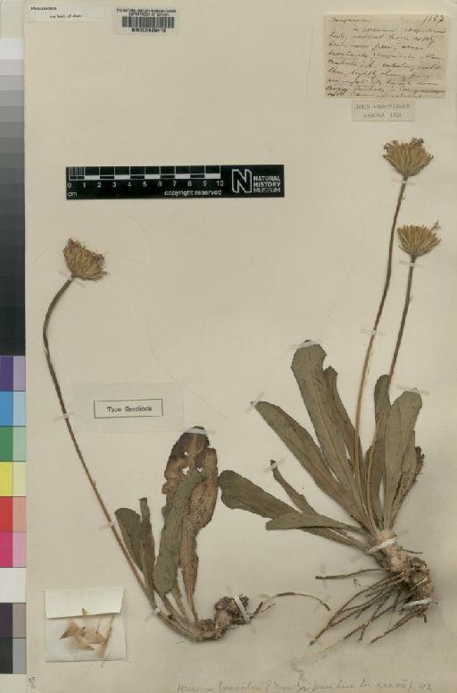 Vernonia gossweileri Moore - BM000629410