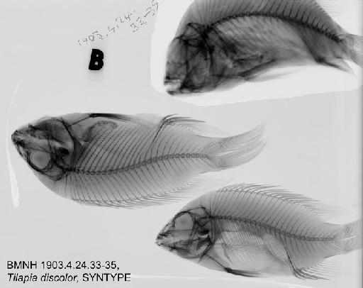 Tilapia discolor (Günther, 1903) - BMNH1903.4.24.33-35, SYNTYPE, Tilapia discolor Radiograph