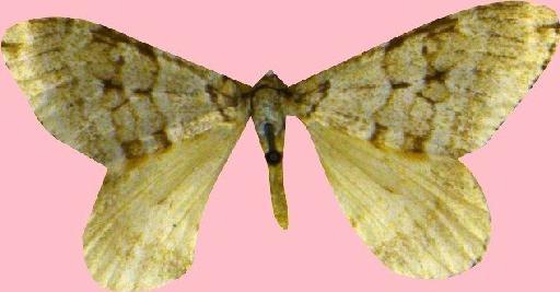 Epirrita autumnata ab. pallida Clark, 1896 - BMNH(E)_1790611