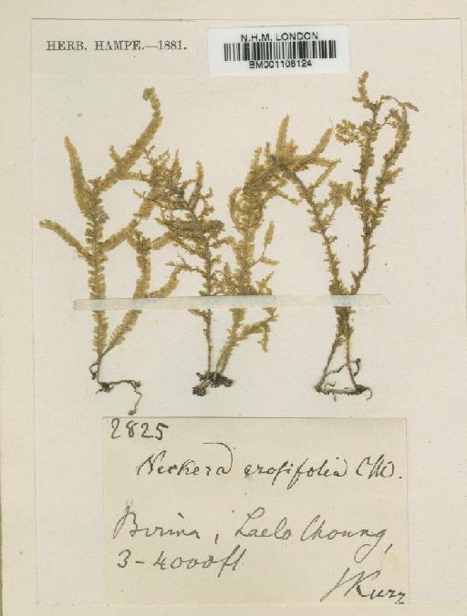 Homaliodendron erosifolium M.Fleisch. - BM001108124