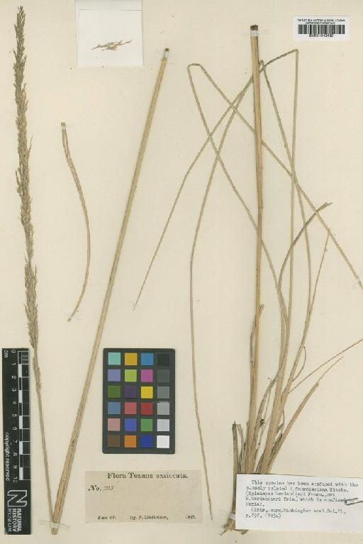 Muhlenbergia lindheimeri Hitchc. - BM001042430