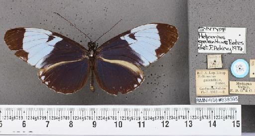 Heliconius galanthus Bates - Heliconius galanthus Bates syntype male 838095 dorsal