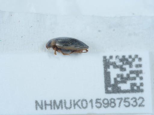 Hygrotus parallelogrammus - 015987532_3