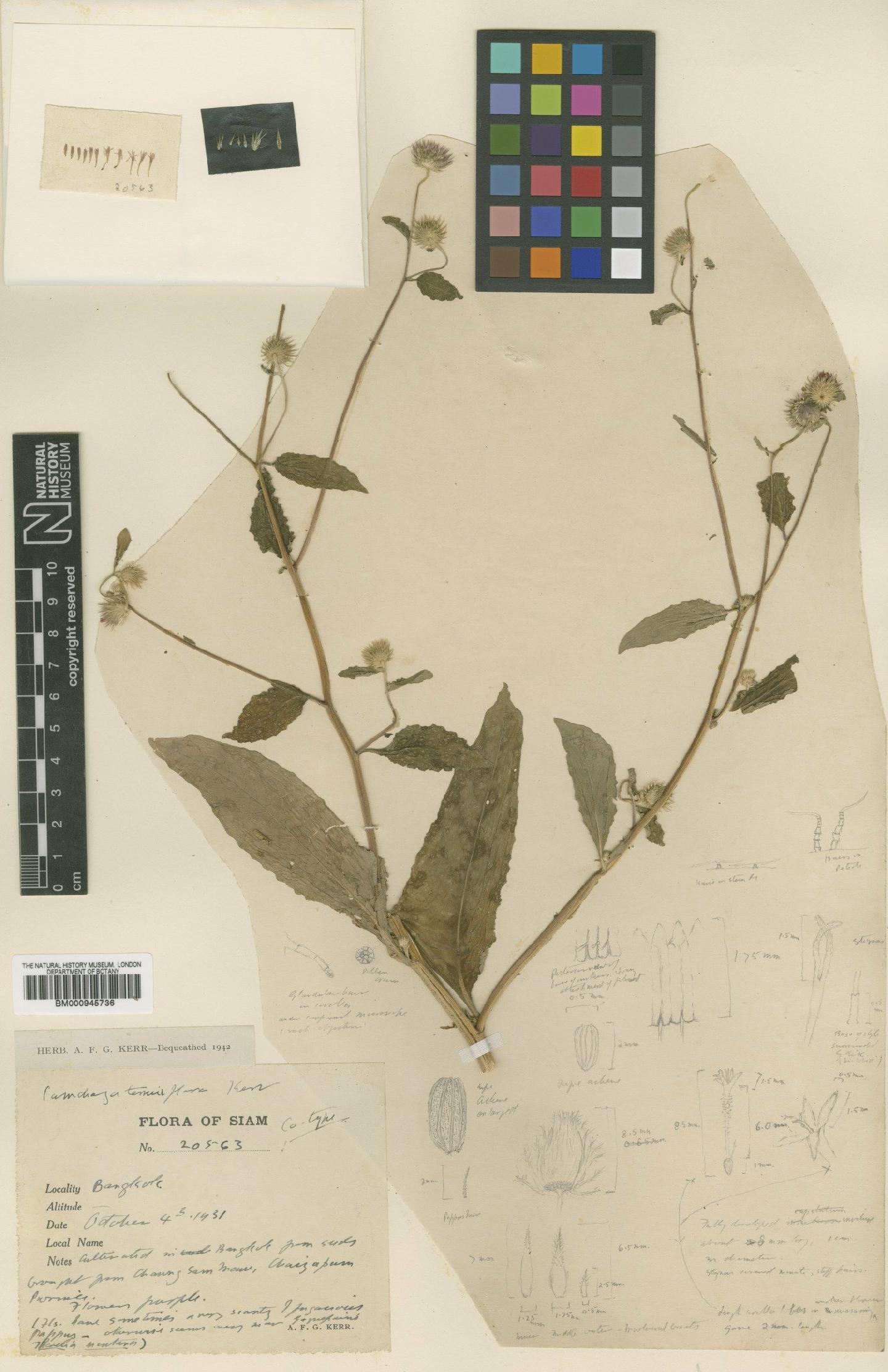 To NHMUK collection (Camchaya tenuiflora Kerr; Type; NHMUK:ecatalogue:6104)