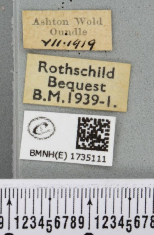 Epirrhoe alternata alternata (Müller, 1764) - BMNHE_1735111_label_324810