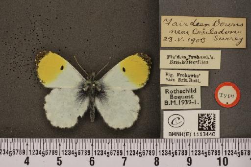 Anthocharis cardamines britannica ab. aureoflavescens Cockerell, 1888 - BMNHE_1113440_66643