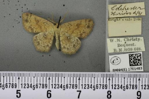 Cyclophora porata ab. punctularia Lambillion, 1905 - BMNHE_1701483_275555