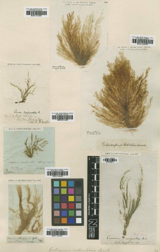 Ectocarpus siliculosus (Dillwyn) Lyngb. - BM001044568