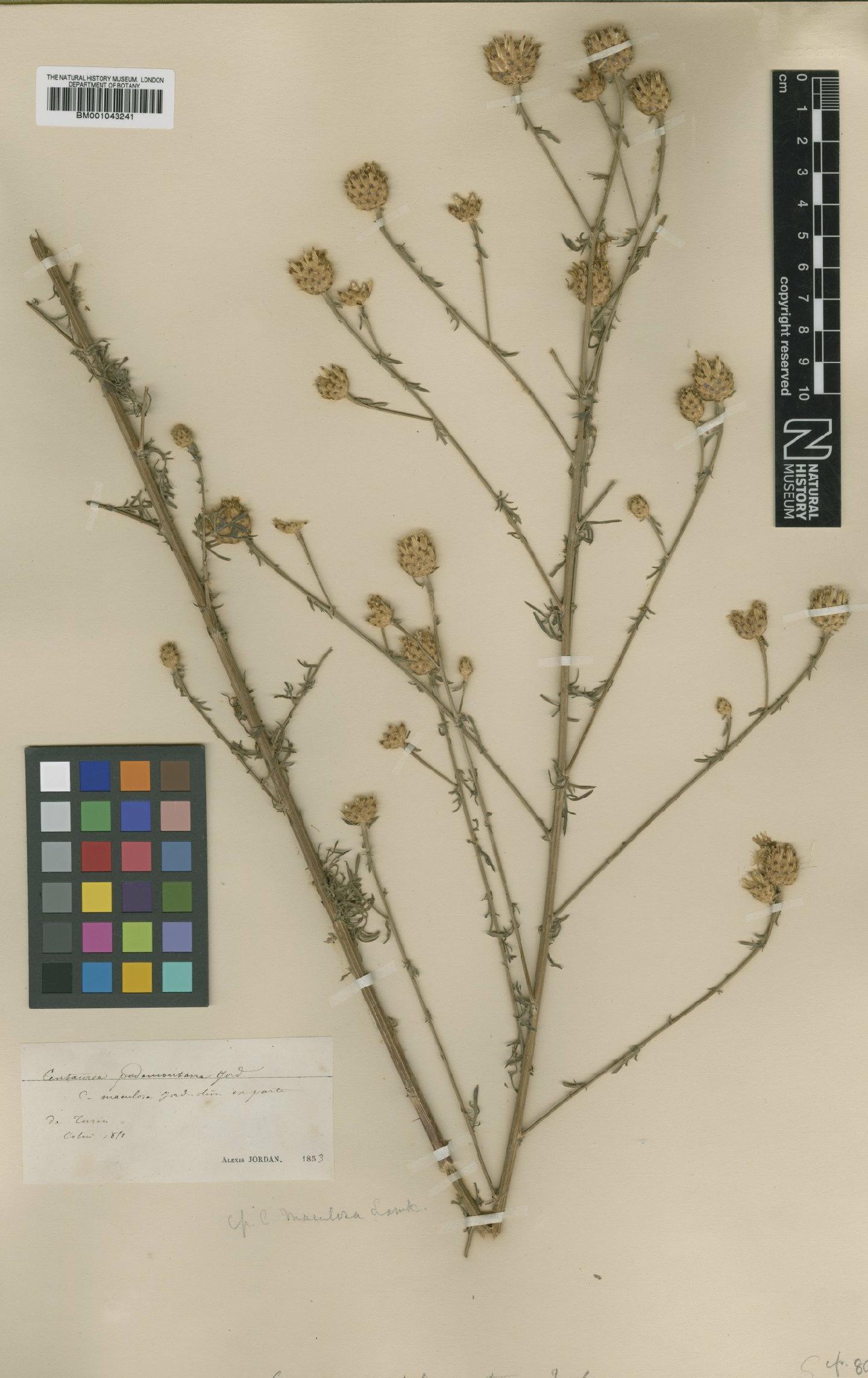 To NHMUK collection (Centaurea triniifolia Heuff.; Type; NHMUK:ecatalogue:1988739)