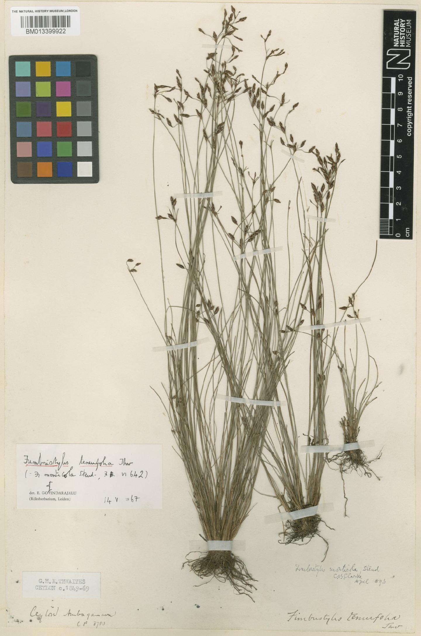 To the Natural History Museum, London (Fimbristylis monticola Hochst. ex Steud. BM013399922 type 1)
