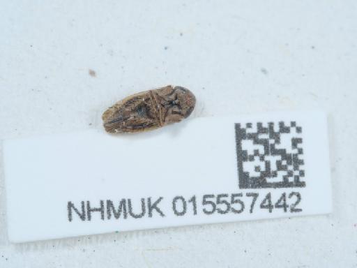 Euscelis incisus (Kirschbaum, 1858) - 015557442_3