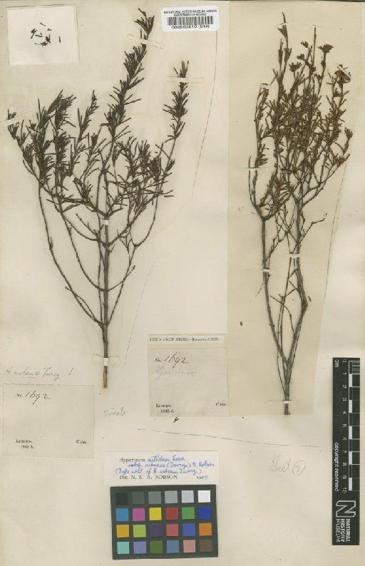 Hypericum nitidum subsp. cubense (Turcz.) N.Robson - BM000593510