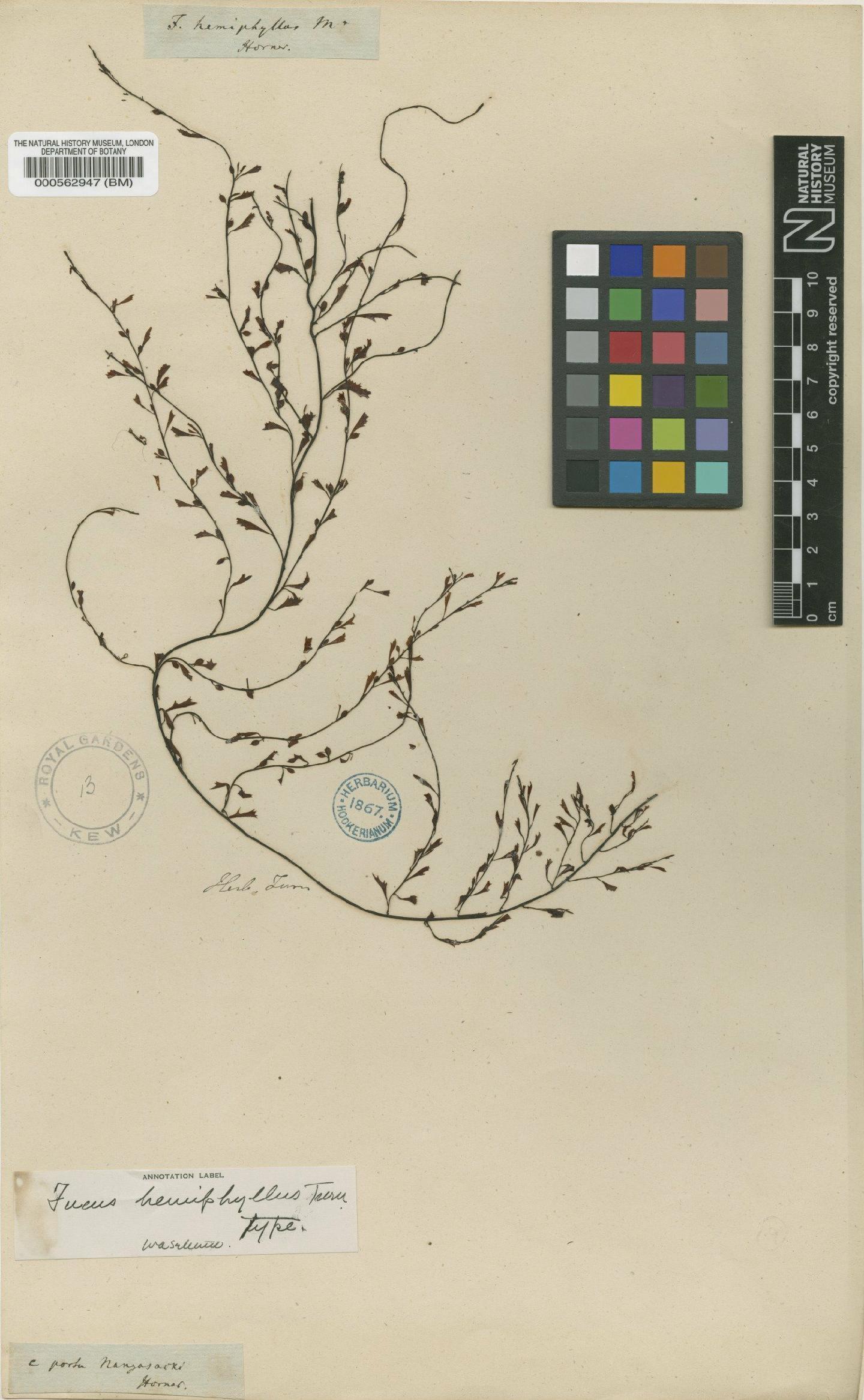 To NHMUK collection (Sargassum hemiphyllum (Turner) C.Agardh; Holotype; NHMUK:ecatalogue:4722480)