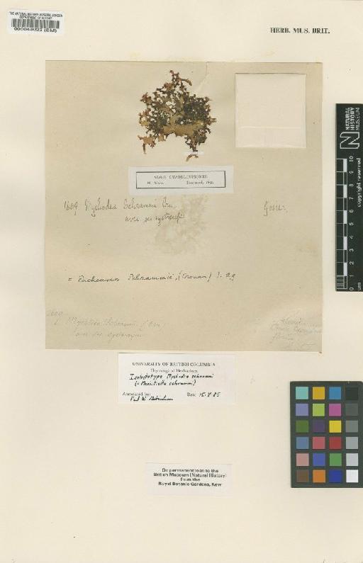 Meristiella schrammii (P.Crouan & H.Crouan) P.W.Gabrielson & D.P.Cheney - BM000044023