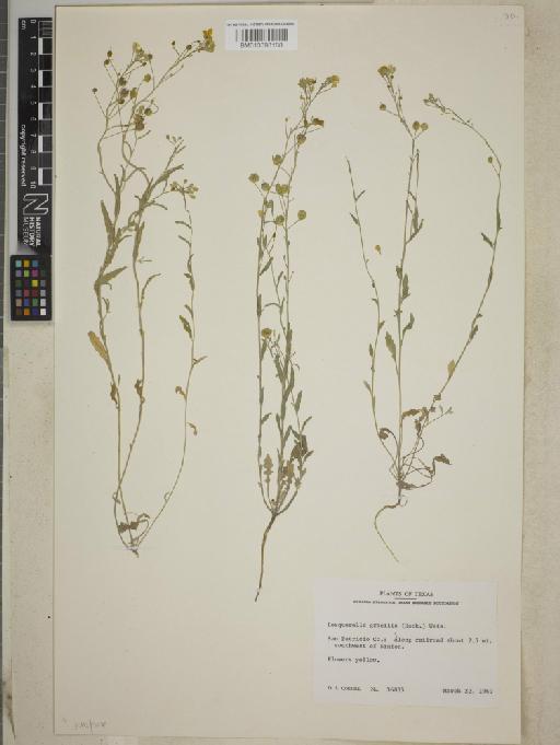Lesquerella gracilis subsp. gracilis - BM013393188