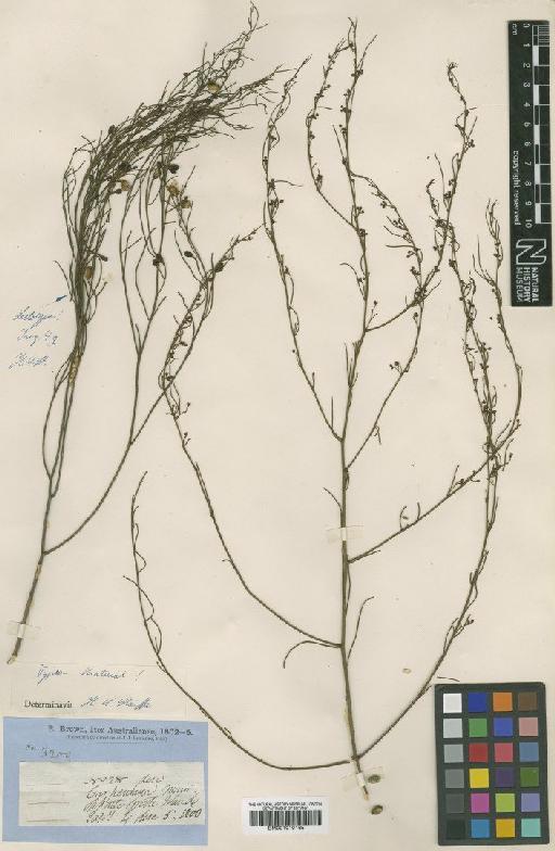Anthobolus filifolius R.Br. - BM001010165