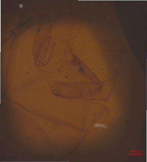 Melolonthinae Leach, 1819 - 010130209___1