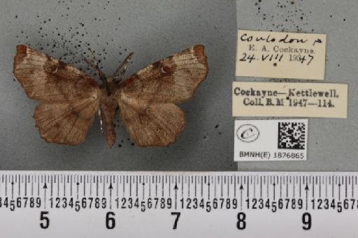 Selenia tetralunaria ab. nigrescens Cockayne, 1949 - BMNHE_1876865_449249