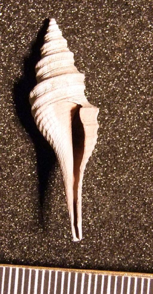 Eosurcula stena (Edwards, 1857) - TG 1122. Eosurcula stena (specimen 1)