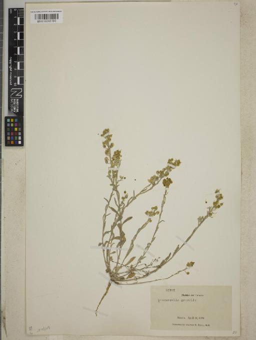 Lesquerella gracilis subsp. gracilis - BM013393199