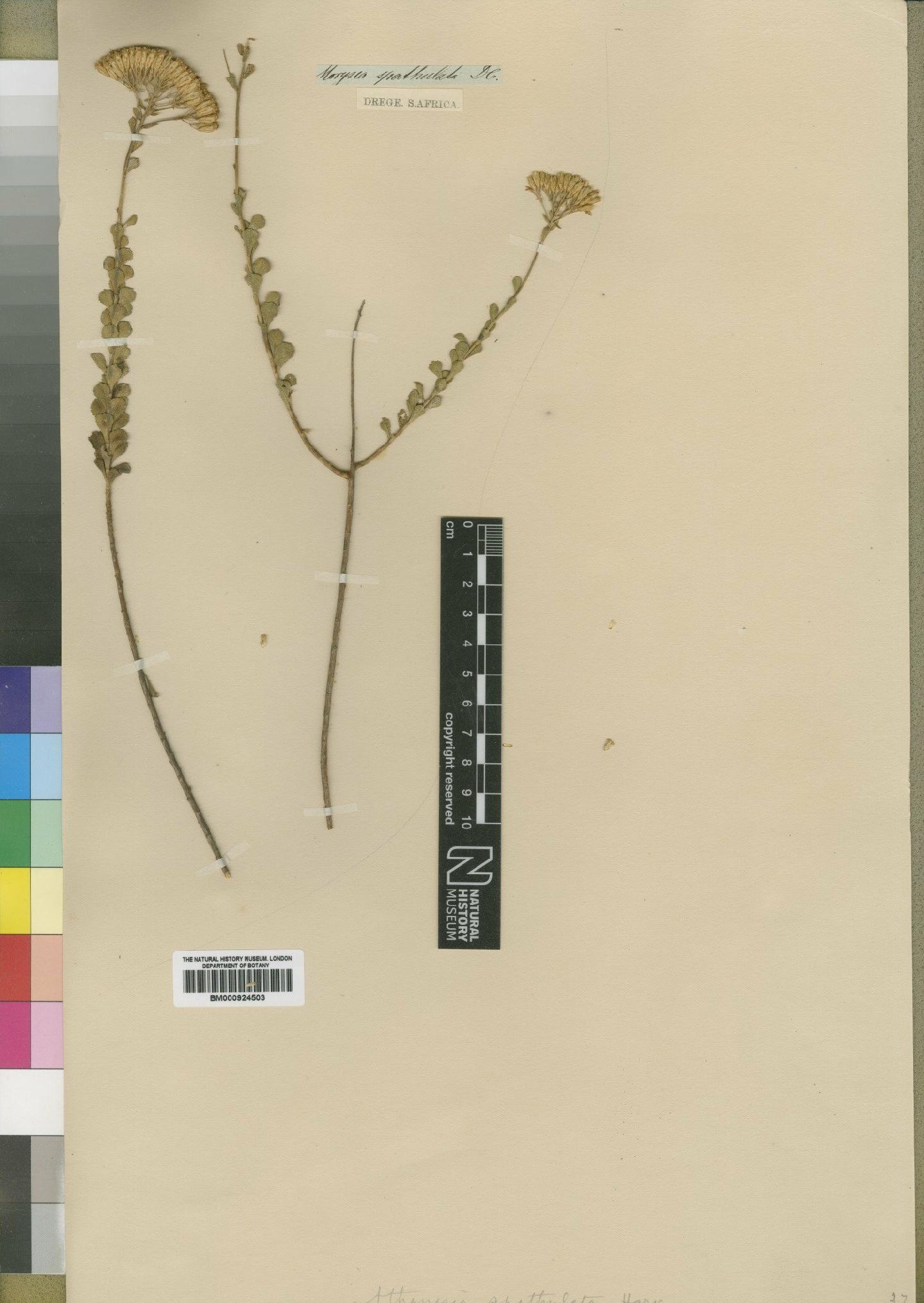 To NHMUK collection (Athanasia spathulata DC.; Type; NHMUK:ecatalogue:4529517)