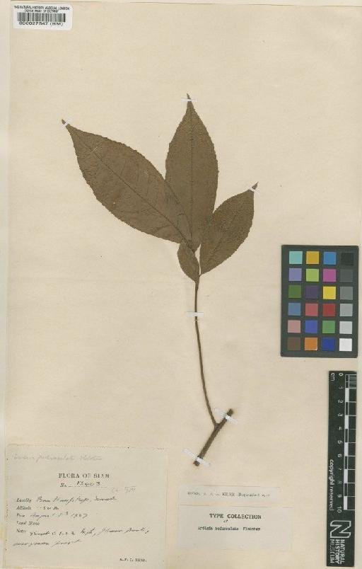 Ardisia pedunculata Fletcher - BM000027547