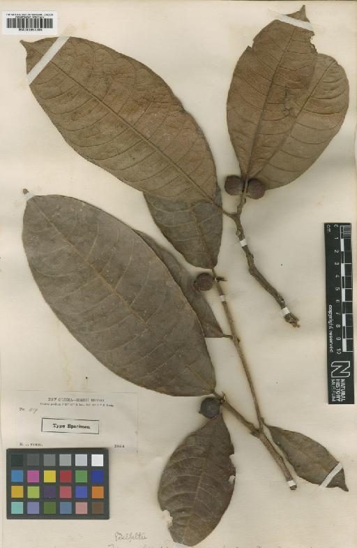 Ficus edelfeltii King - BM000951785