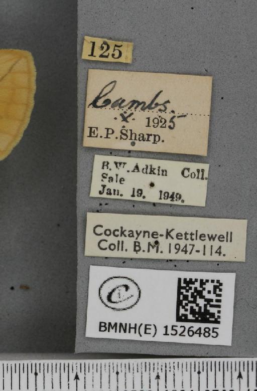 Euthrix potatoria ab. inversa Caradja, 1895 - BMNHE_1526485_label_198030