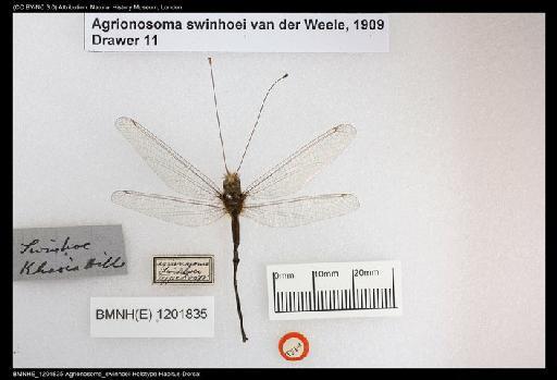 Agrionosoma swinhoei Van Der Weele - BMNHE_1201835-Agrionosoma_swinhoei-Holotype-Habitus-Dorsal