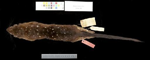 Dasyurus daemonellus Thomas, 1904. - 1903.12.1.24_Skin_Dorsal