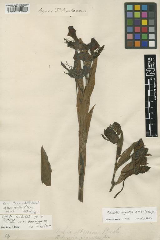 Pecteilis gigantea (Sm.) Raf. - BM000034535